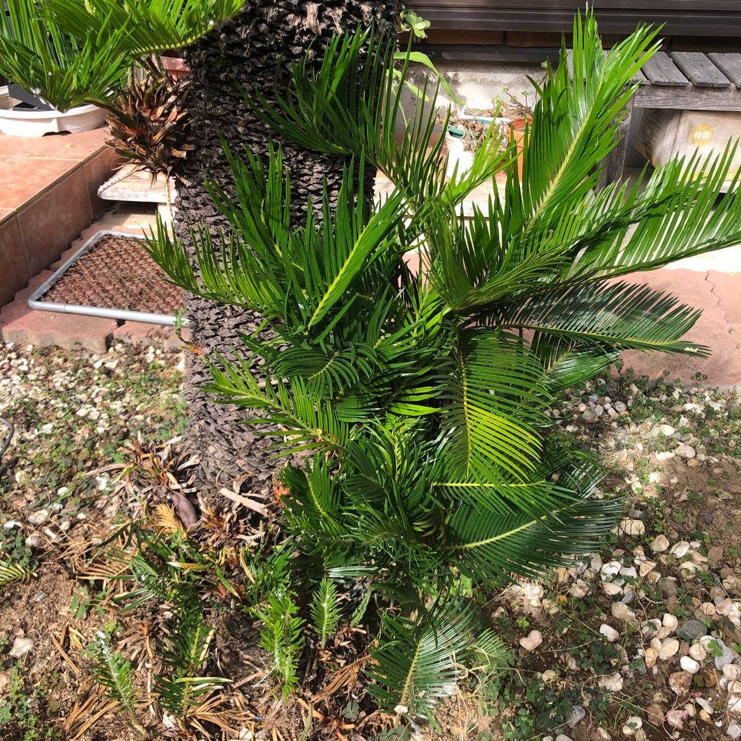 蘇轍　ソテツ　庭木 ガーデニング　地上から葉先までの長さ190㎝　☆早い者勝ち☆
