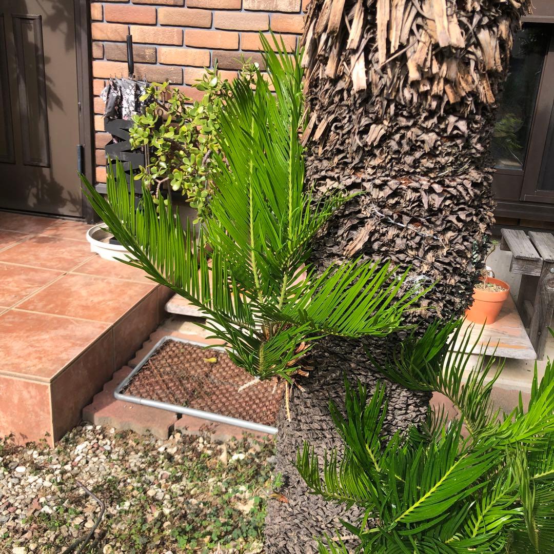 蘇轍　ソテツ　庭木 ガーデニング　地上から葉先までの長さ190㎝　☆早い者勝ち☆