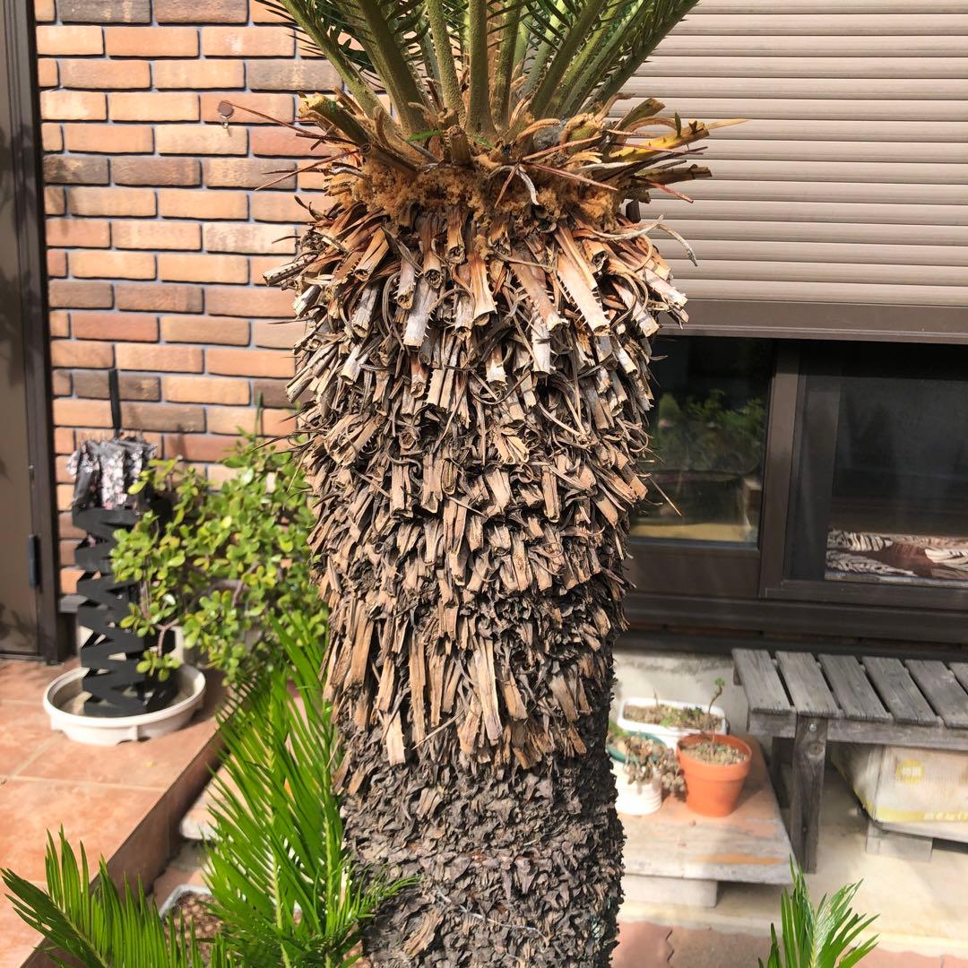 蘇轍　ソテツ　庭木 ガーデニング　地上から葉先までの長さ190㎝　☆早い者勝ち☆