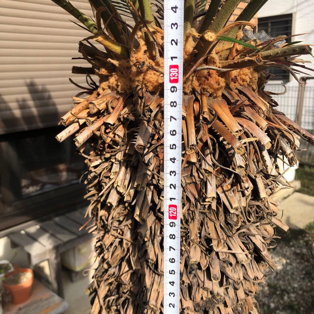 蘇轍　ソテツ　庭木 ガーデニング　地上から葉先までの長さ190㎝　☆早い者勝ち☆