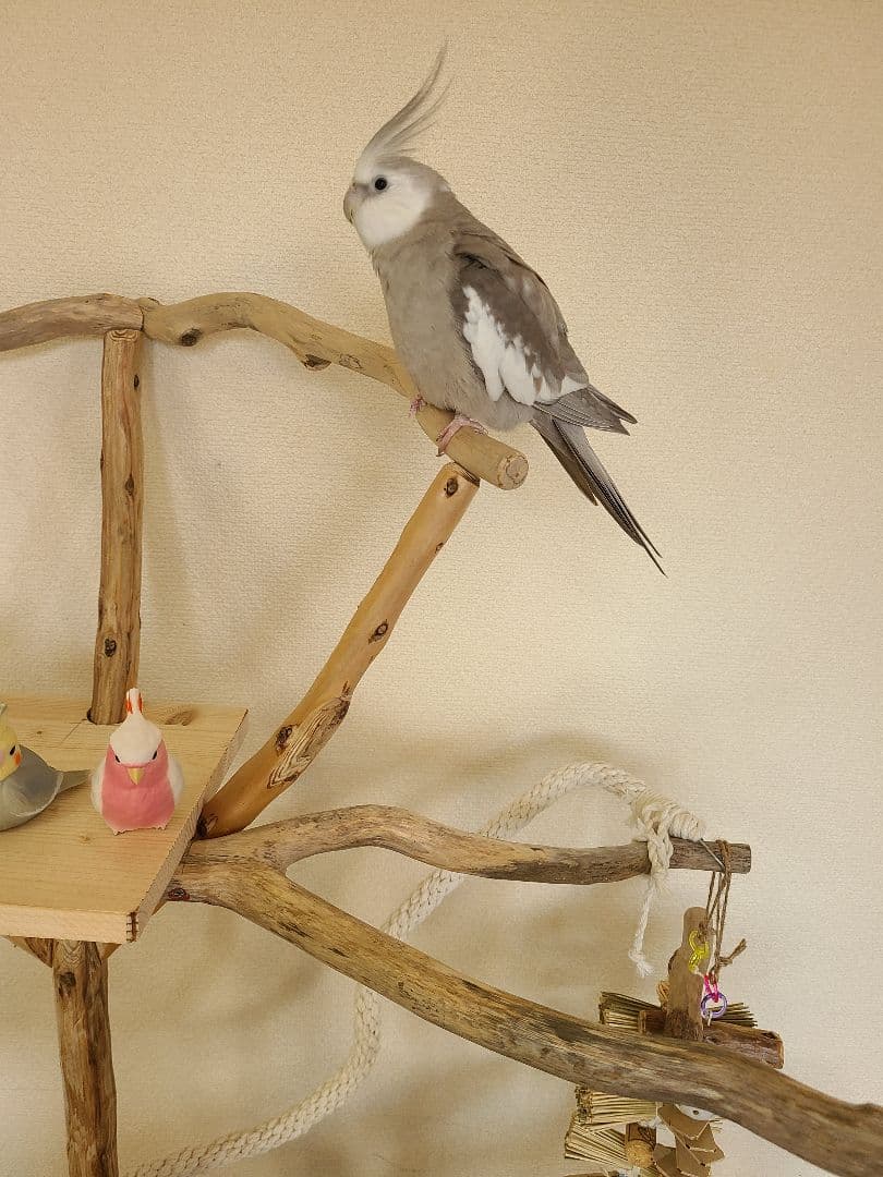 ①ty master@即購入ok　オーダー　バードアスレチック　流木