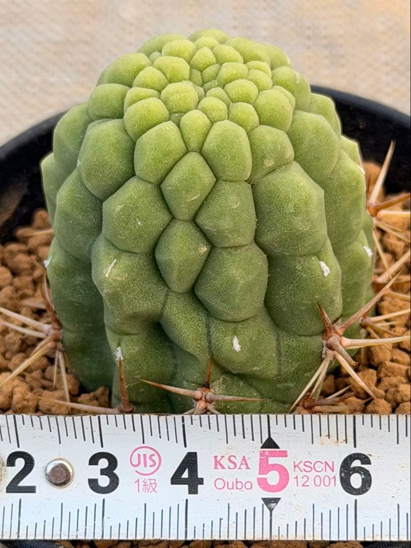 トリコケレウス 羅漢丸　希少種　カキコ