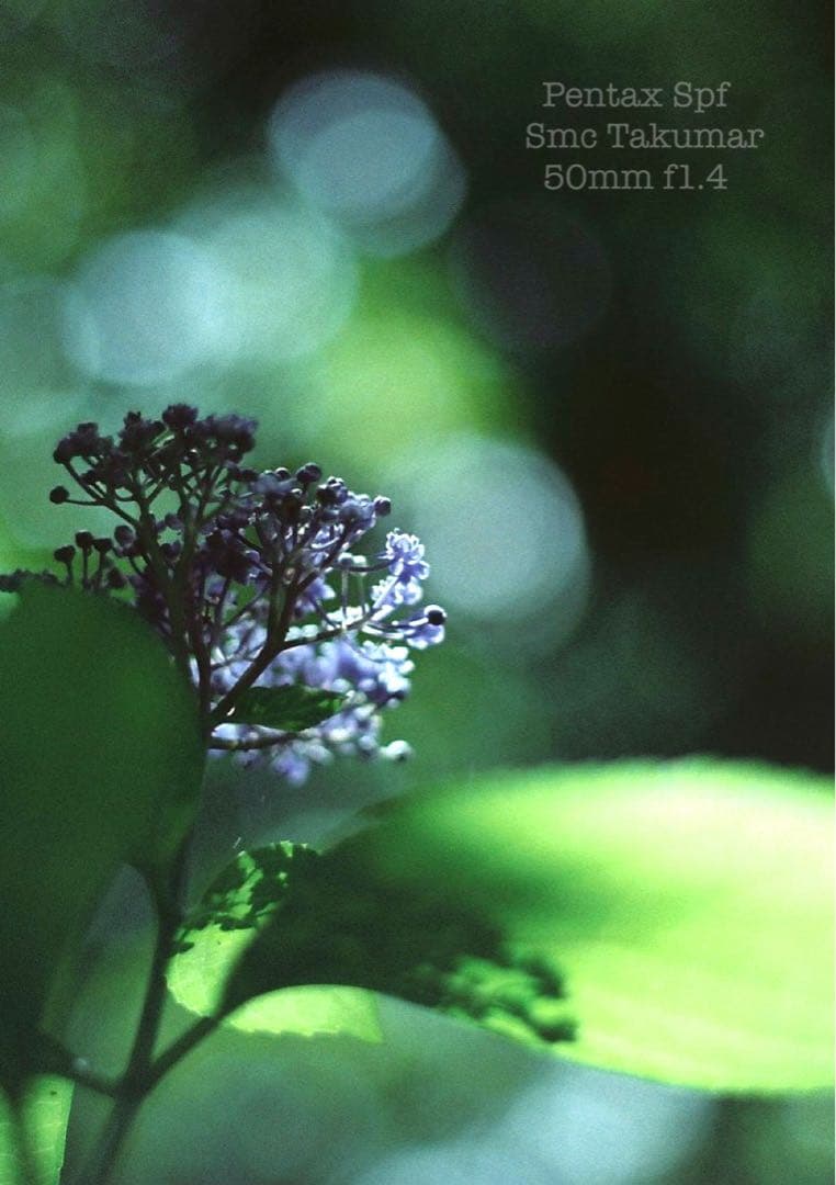 完動＊美品＊pentax spf／smc 50mm f1.4★作例多数＊初期保証