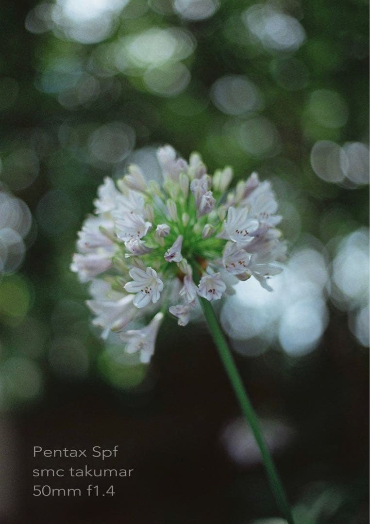 完動＊美品＊pentax spf／smc 50mm f1.4★作例多数＊初期保証