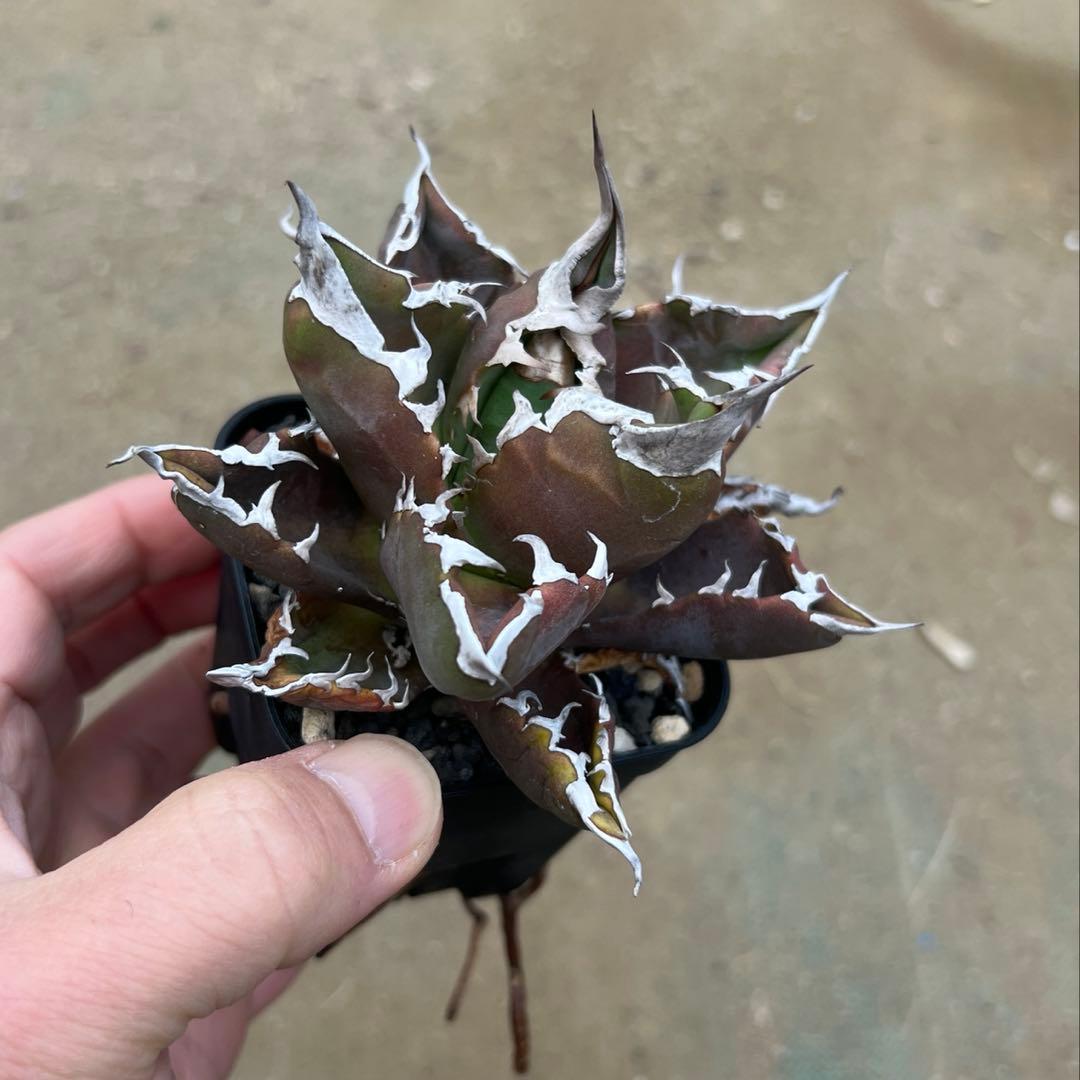 アガベ チタノタ　白火焔　活着済