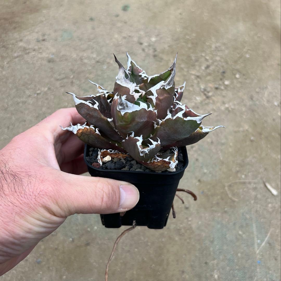 アガベ チタノタ　白火焔　活着済