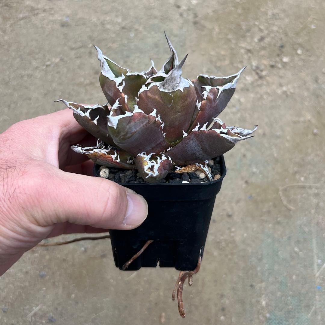 アガベ チタノタ　白火焔　活着済