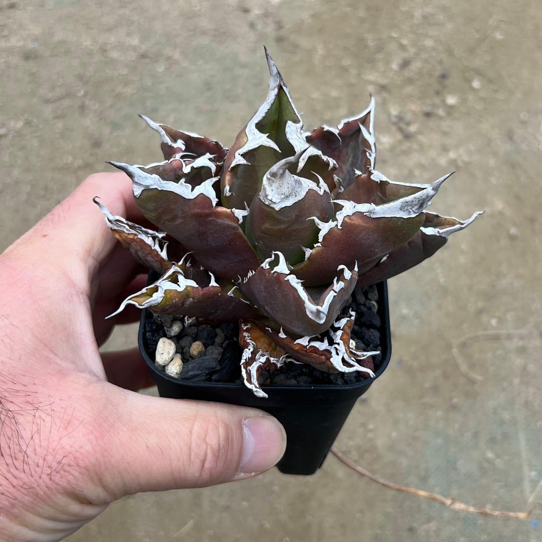 アガベ チタノタ　白火焔　活着済