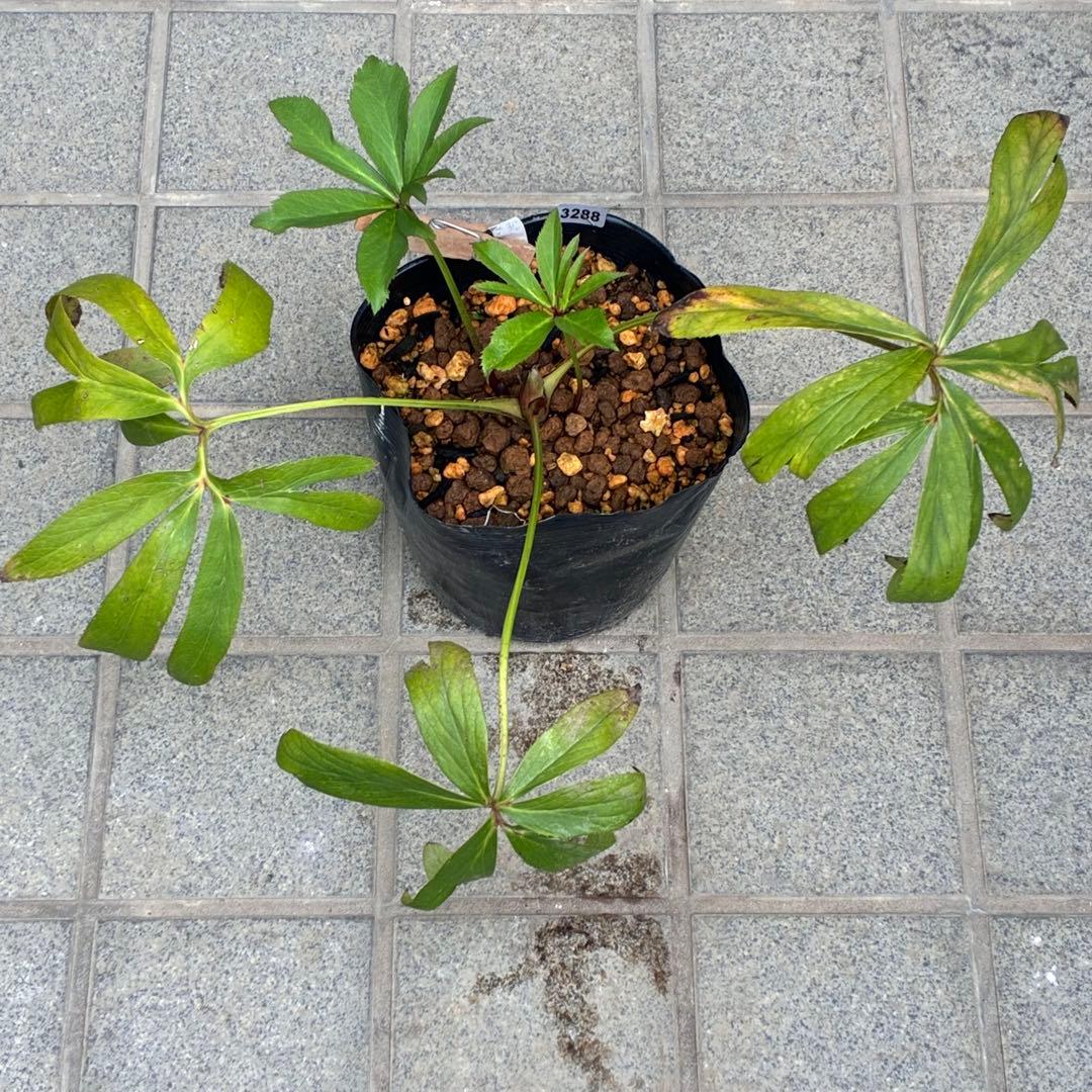 夕*え様 ❤️根パンパン❤️沢山新芽ワサワサ元気株❤️3288⭐️ふんわりパステ