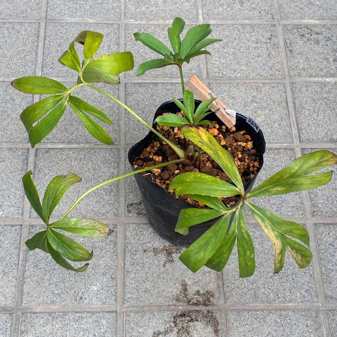 夕*え様 ❤️根パンパン❤️沢山新芽ワサワサ元気株❤️3288⭐️ふんわりパステ