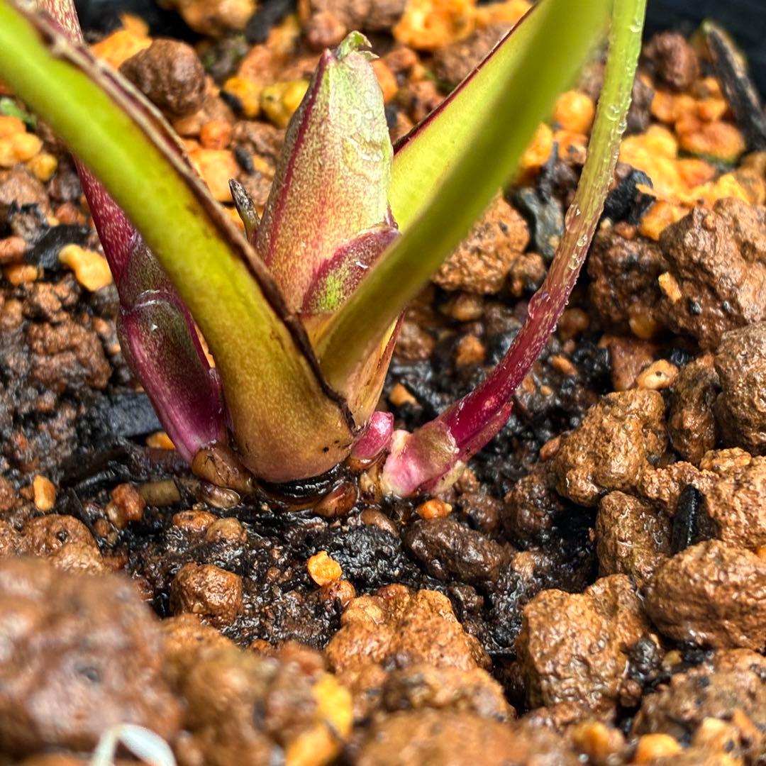 夕*え様 ❤️根パンパン❤️沢山新芽ワサワサ元気株❤️3288⭐️ふんわりパステ