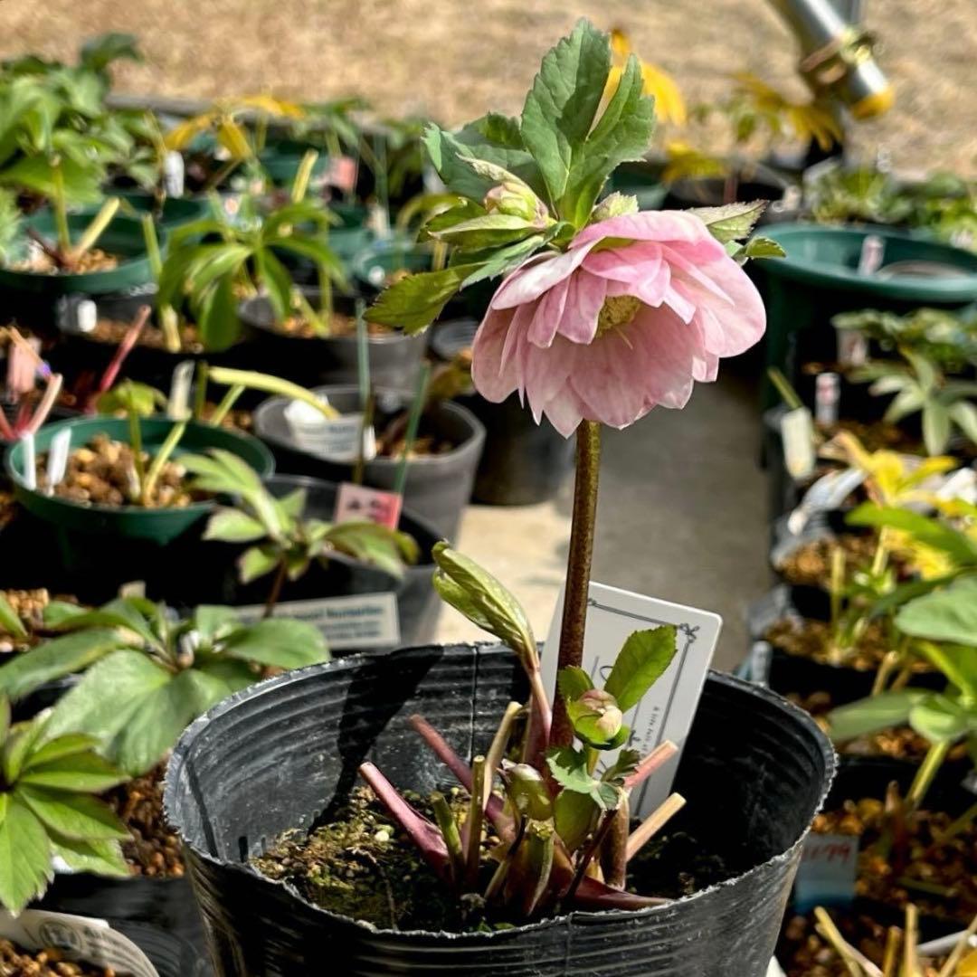 夕*え様 ❤️根パンパン❤️沢山新芽ワサワサ元気株❤️3288⭐️ふんわりパステ