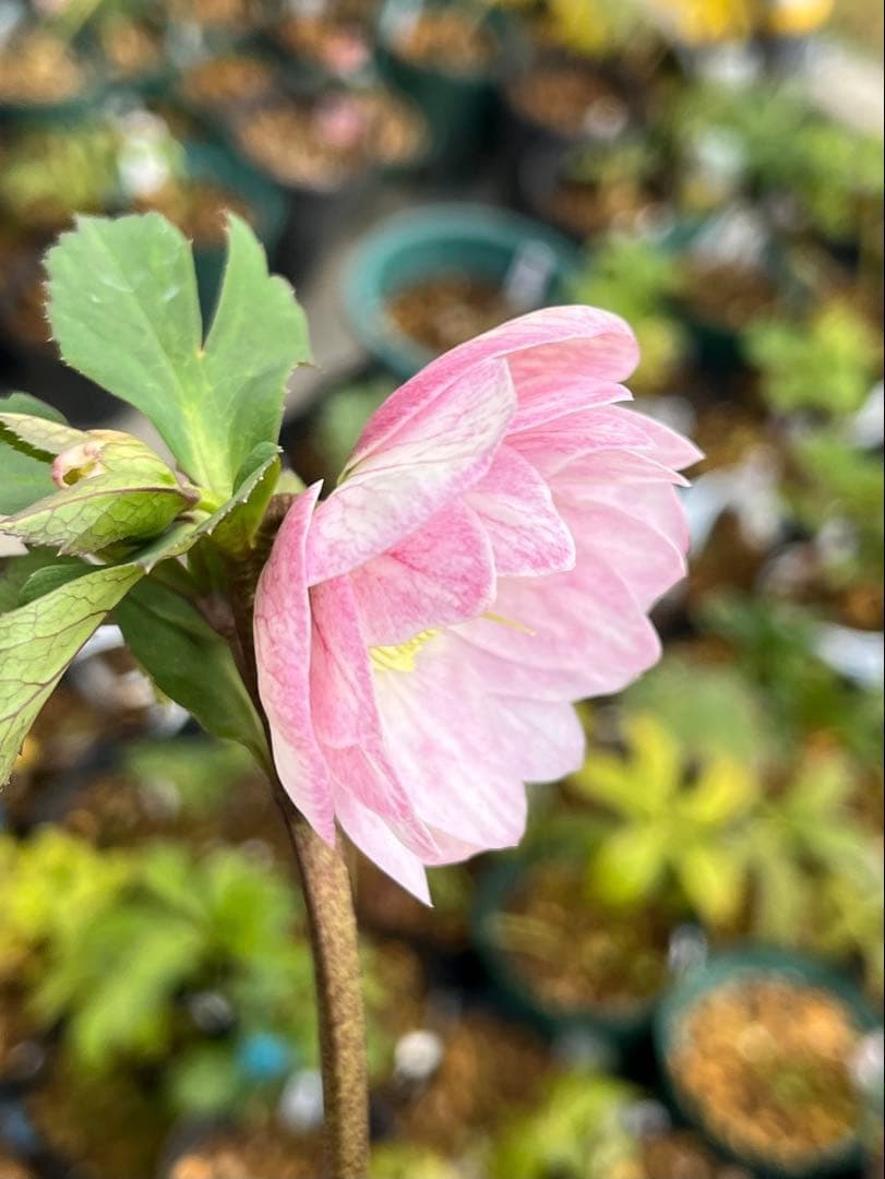 夕*え様 ❤️根パンパン❤️沢山新芽ワサワサ元気株❤️3288⭐️ふんわりパステ