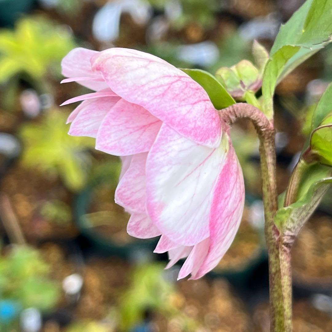 夕*え様 ❤️根パンパン❤️沢山新芽ワサワサ元気株❤️3288⭐️ふんわりパステ