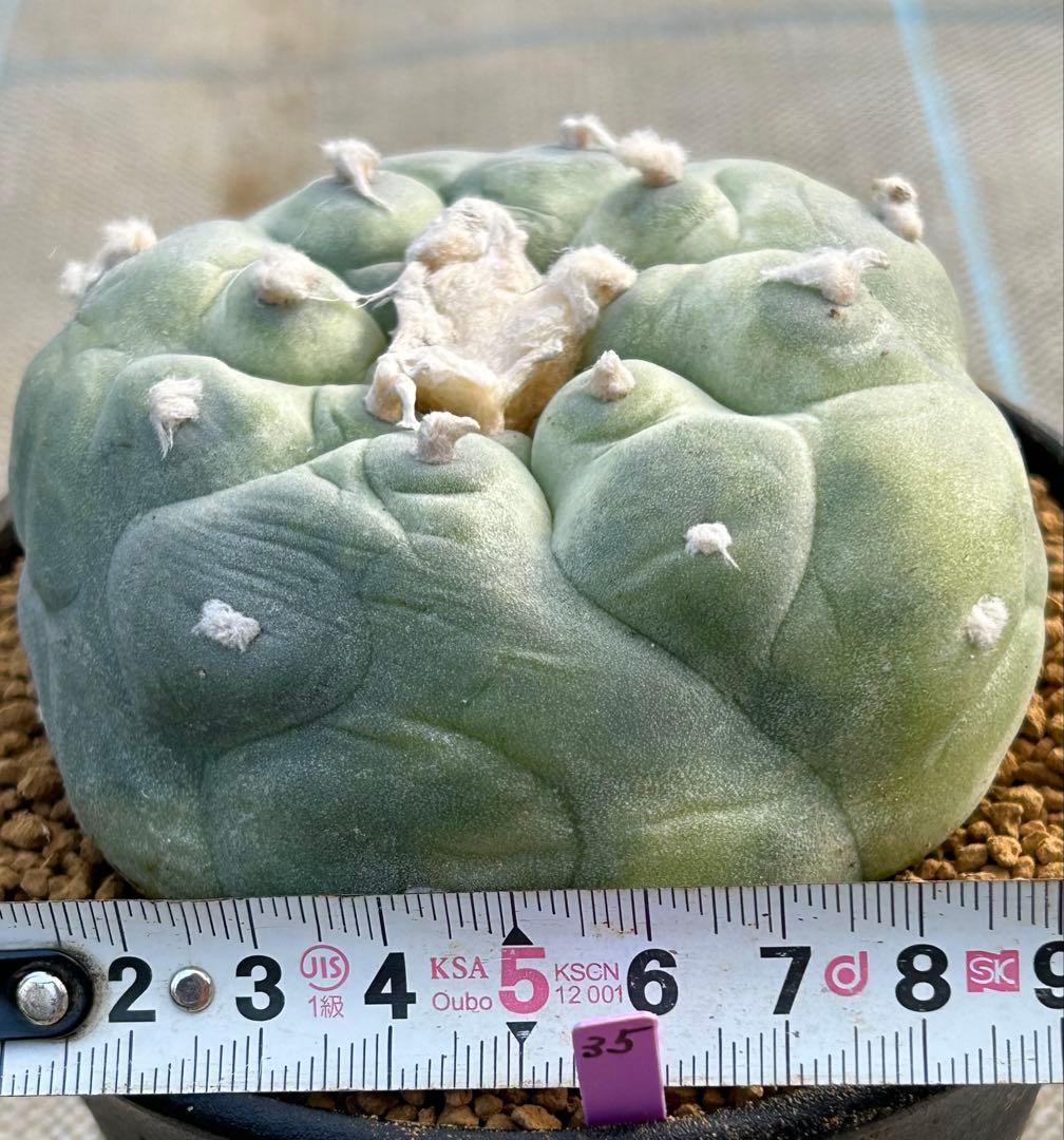 ロフォフォラ　疣銀冠玉錦　美株