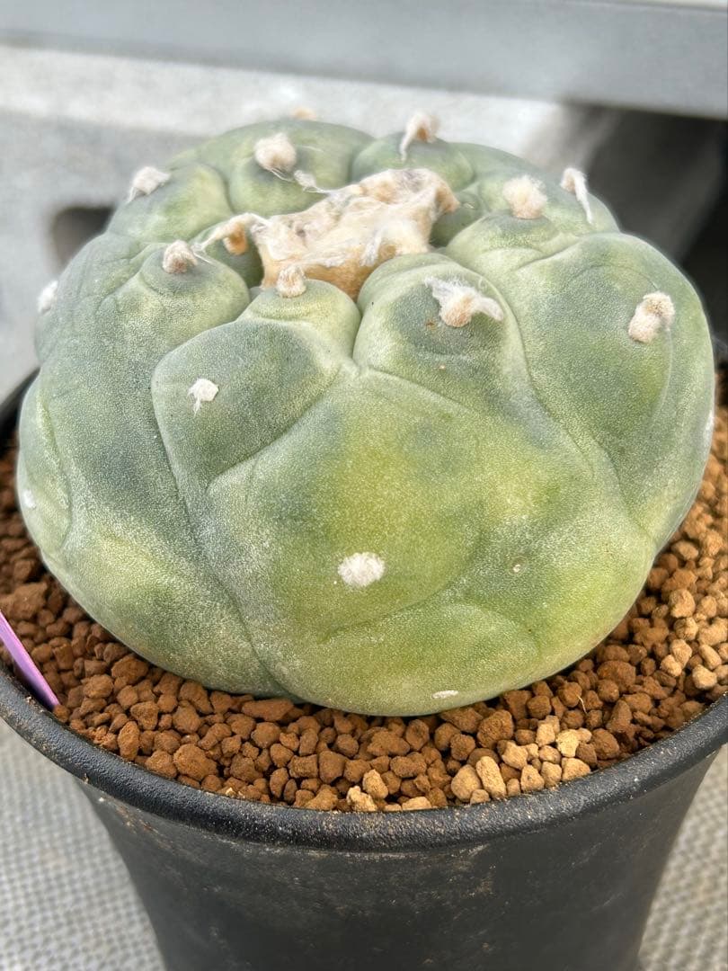 ロフォフォラ　疣銀冠玉錦　美株