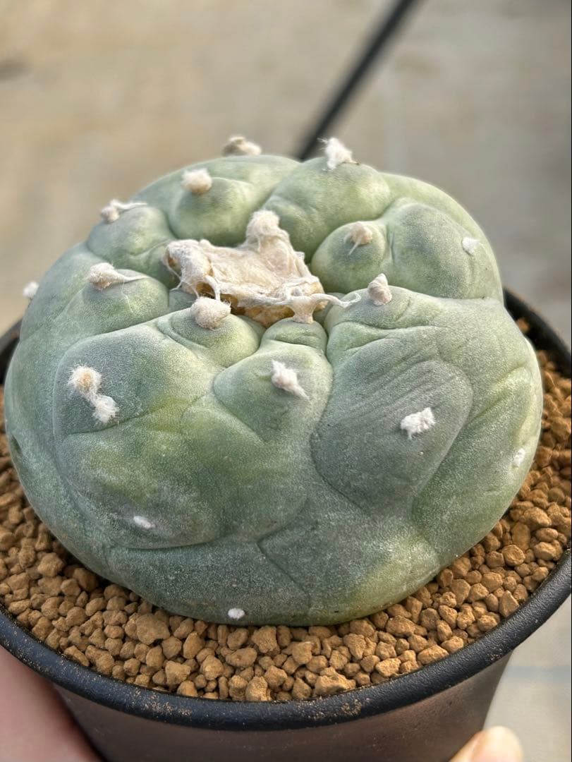 ロフォフォラ　疣銀冠玉錦　美株