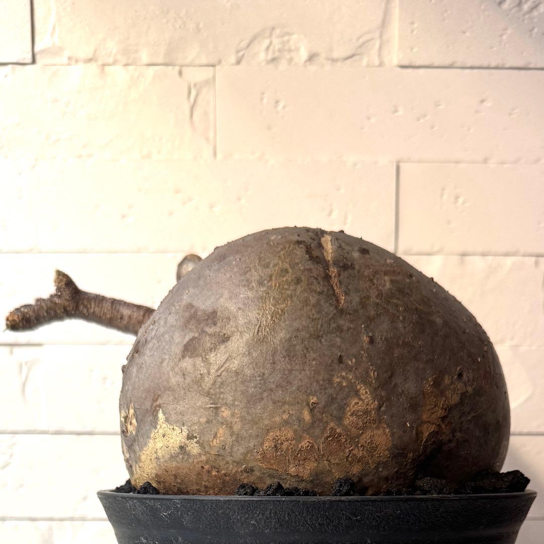 【紋次郎】PG40 パキポディウム グラキリス 発根済 現地株