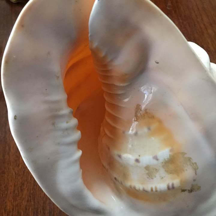 ホラガイ