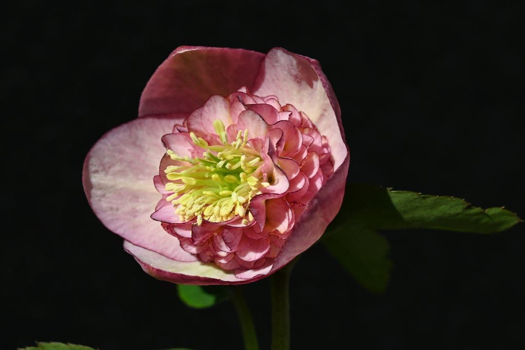 クリスマスローズ　認定カップモーリー　加藤農園