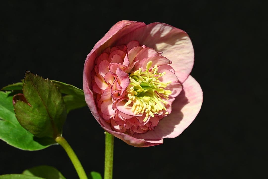 クリスマスローズ　認定カップモーリー　加藤農園