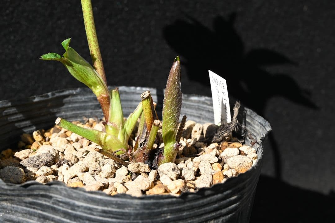 クリスマスローズ　認定カップモーリー　加藤農園