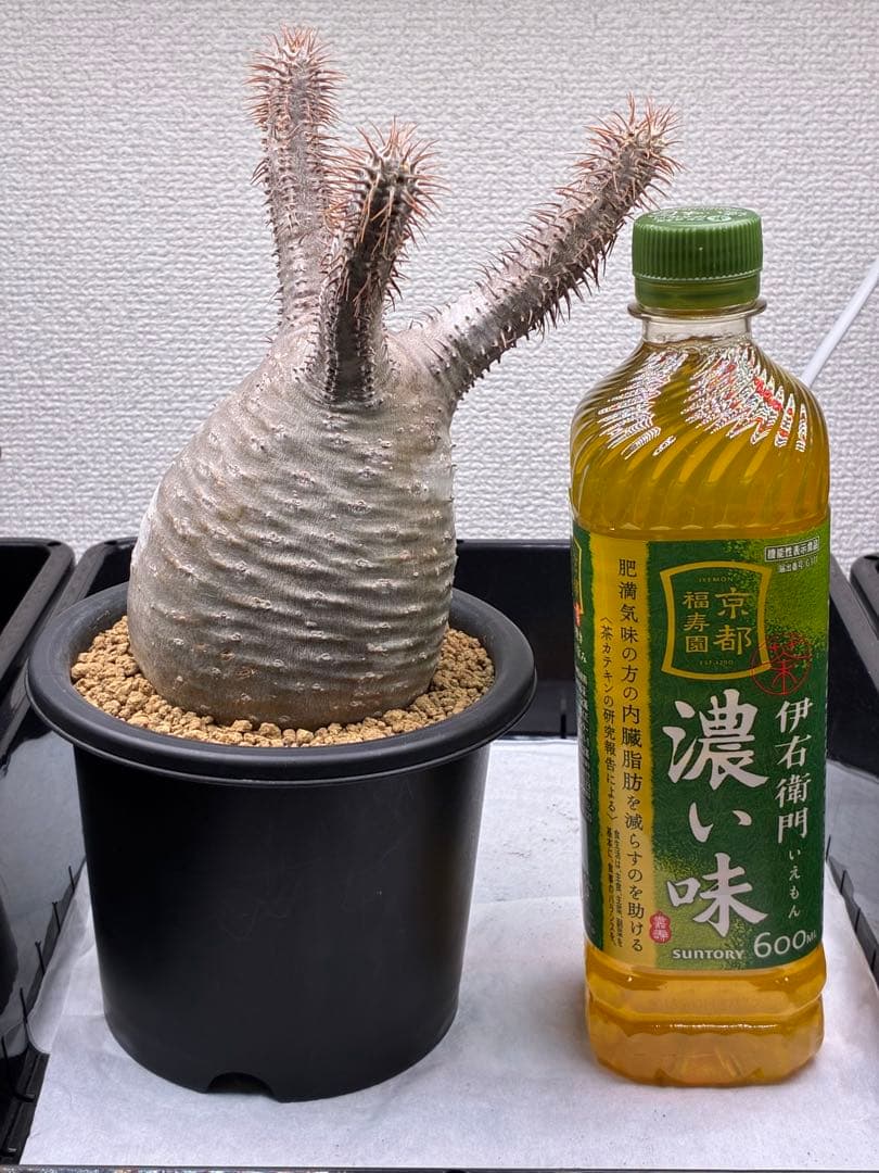 【鉢ごと発送】パキポディウム グラキリス 現地球 発根済み