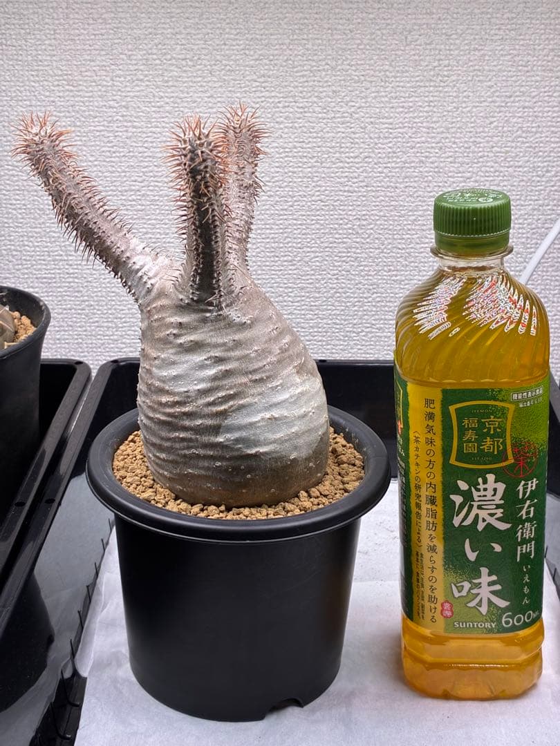 【鉢ごと発送】パキポディウム グラキリス 現地球 発根済み