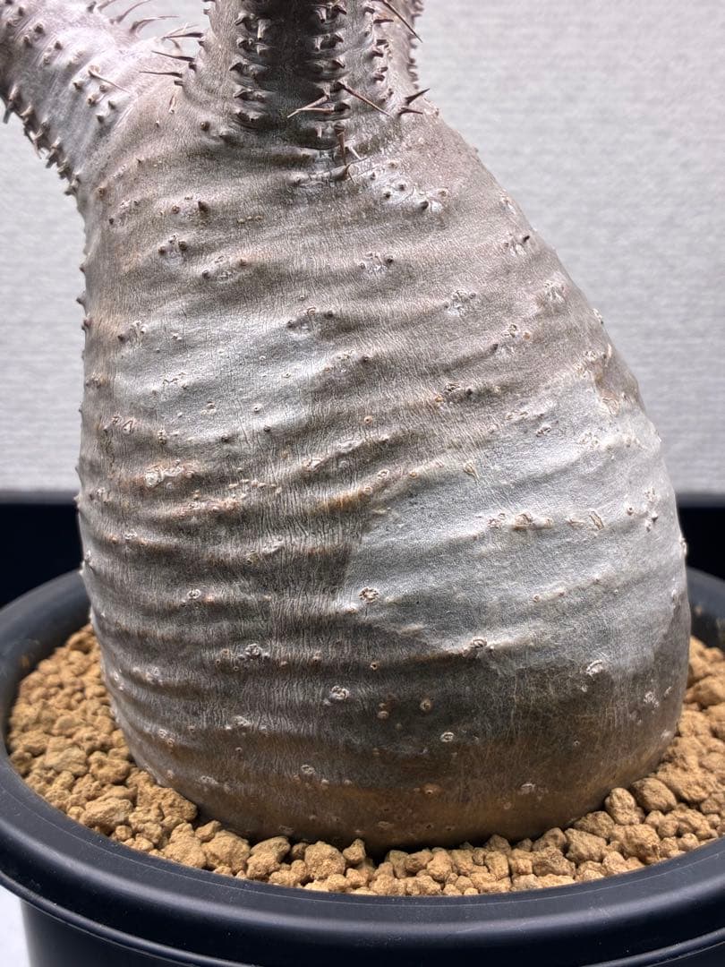 【鉢ごと発送】パキポディウム グラキリス 現地球 発根済み