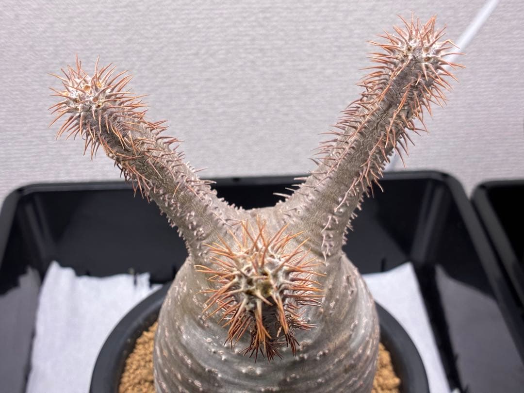 【鉢ごと発送】パキポディウム グラキリス 現地球 発根済み