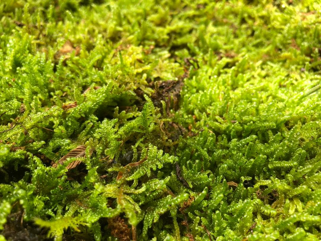 ハイゴケ　10枚 送料込み　11,000 円40㎝✖︎30㎝