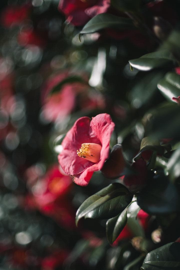 8枚玉！Super-Takumar 50mm f1.4 前期 オールドレンズ