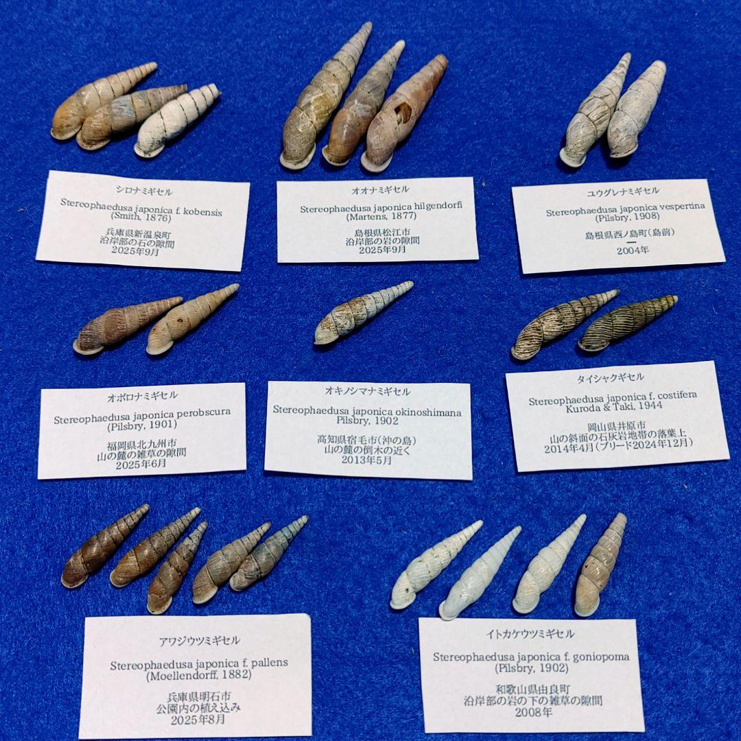 ナミギセル　カタツムリ　マイマイ　貝殻　標本