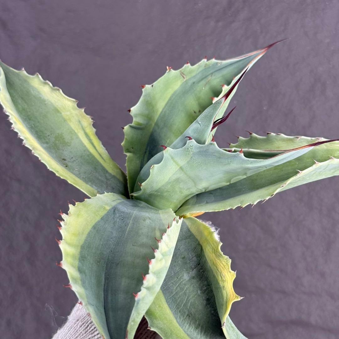 が*ぅ様 【アガベ オバティフォリア“オルカ”】地植え/-18℃まで/極上　L2