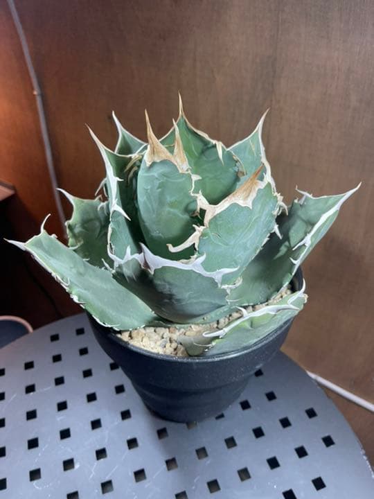 アガベ　チタノタ【白鯨】イラン輸入株　特大　強刺