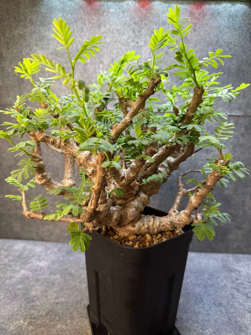 センナ　メリディオナリス　海外実生　発根済み　398