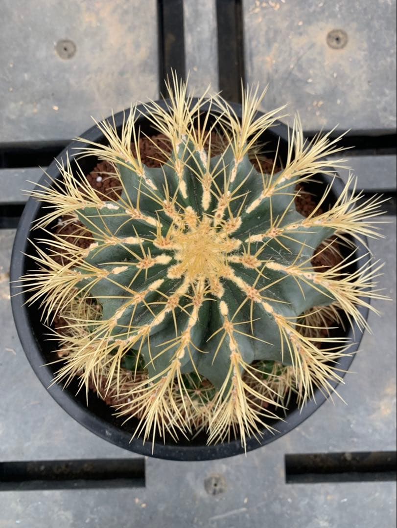 サボテン　王冠竜　鉢8号　24センチ　海さん専用ページ