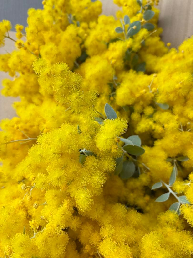 フレッシュ♪パールアカシア