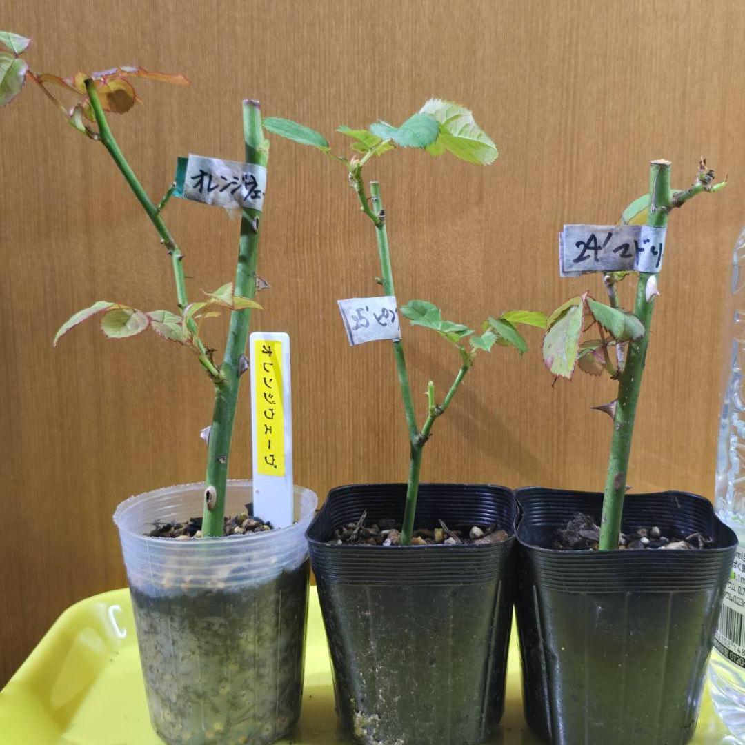 Beaniebaby様♡ご予約　バラ苗