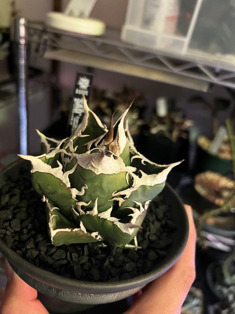 アガベ SAD (南アフリカダイヤモンド)初期輸入株 子株付き 鉢ごと発送