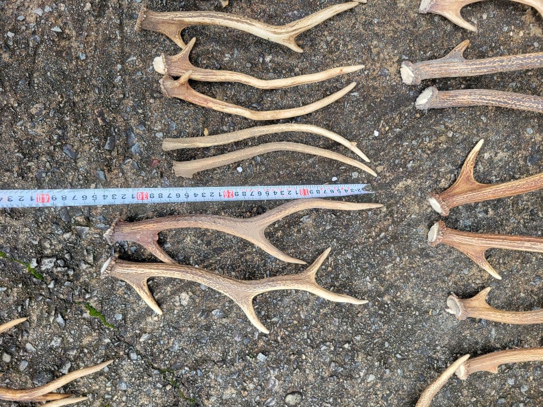 ★兵庫県北部産★鹿角 70本まとめ売り★