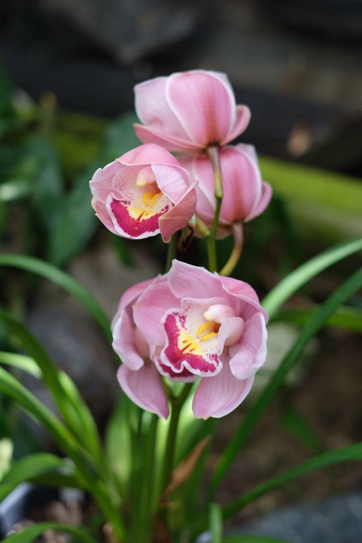 FUJIFILM X-Pro3 本体　［付属品多数］