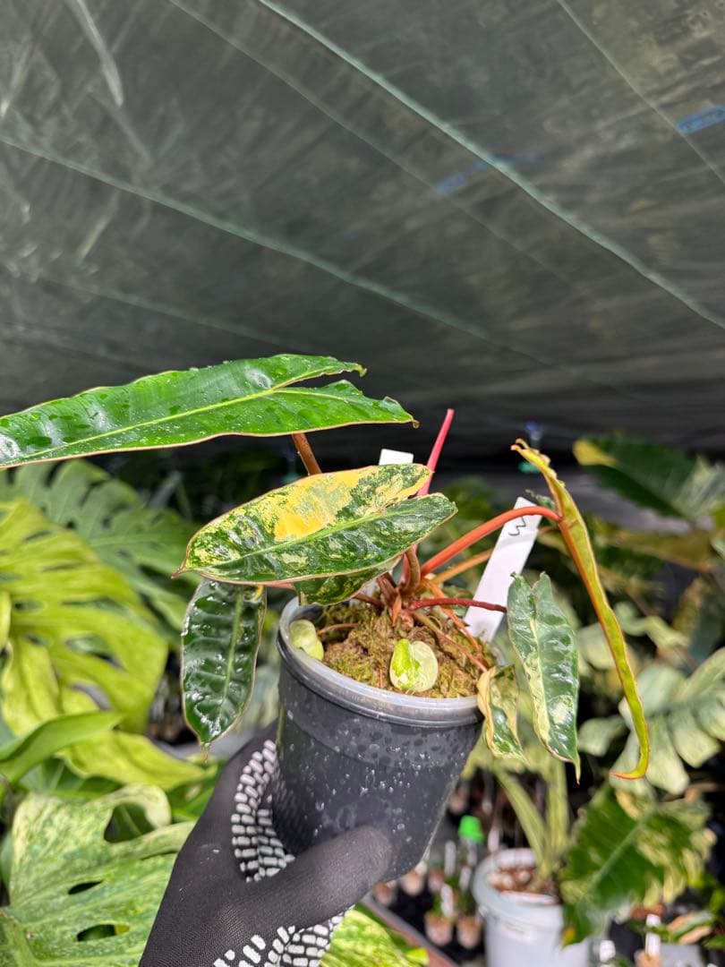 3フィロデンドロン　ビレッティア　斑入り