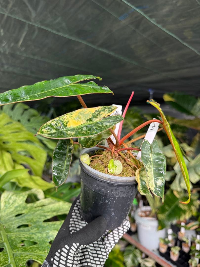 3フィロデンドロン　ビレッティア　斑入り