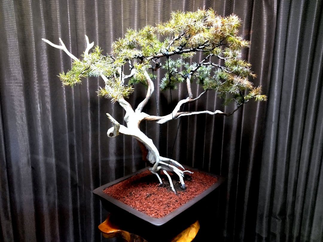 【大品　杜松盆栽】真柏　　　 ⭕山木樹齢200年超希少❗