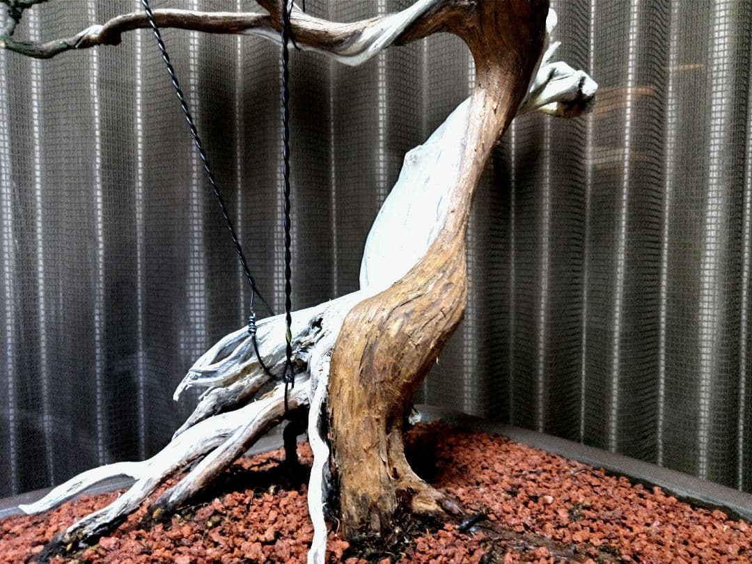 【大品　杜松盆栽】真柏　　　 ⭕山木樹齢200年超希少❗