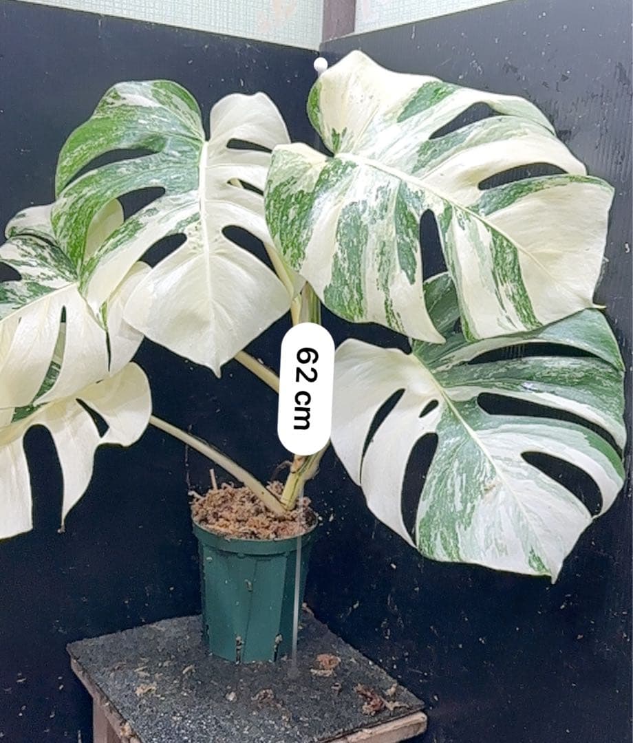 あ*こ様 斑入りモンステラ ホワイトタイガー極美大株62cm白斑多