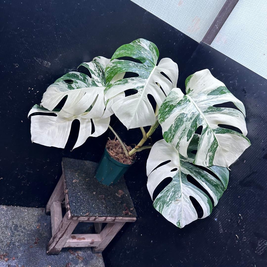 あ*こ様 斑入りモンステラ ホワイトタイガー極美大株62cm白斑多