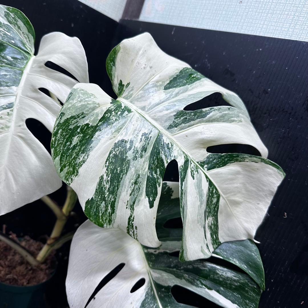 あ*こ様 斑入りモンステラ ホワイトタイガー極美大株62cm白斑多