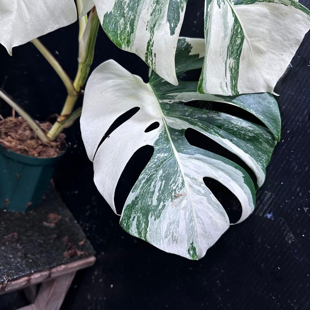 あ*こ様 斑入りモンステラ ホワイトタイガー極美大株62cm白斑多